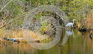 Bayou Buddies of a blue heron and a crocodile in Mississippi