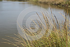 Bayou Lafourche, Louisiana