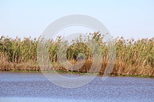 Bayou Lafourche, Louisiana