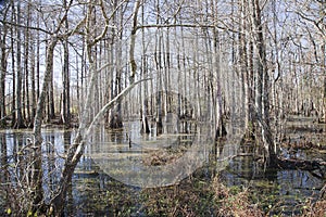 Bayou in Louisiana, USA