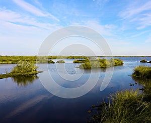 Bayou Sauvage photo