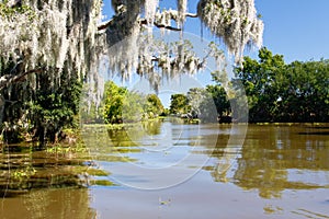 Bayou and Spanish Moss photo