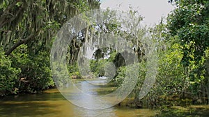 Bayou Swamp 2