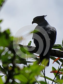 Baza in a tree with blue background