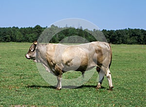 Bazadais Cattle, a French Breed, Bull standing on Grass