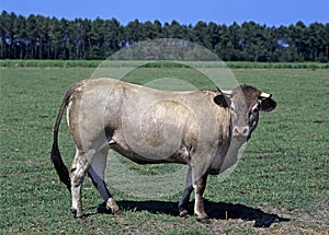 Bazadais Cattle, a French Breed, Cow