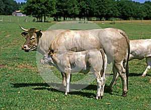 Bazadais Cattle, a French Breed, Cow with Calf