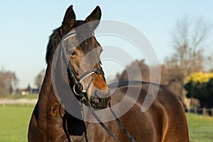 Bbeautiful brown horse head with bridle over a blue sky and green grass background