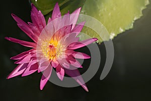 BBeautiful purple water lily lotus flower blooming on water surface at the mornimg