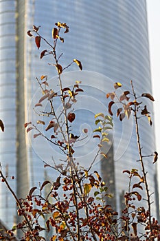 Bbiblioteca degli Alberi, modern park in Milan, Italy