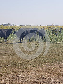 BBlack beef cattle standing in a sunflower field photo