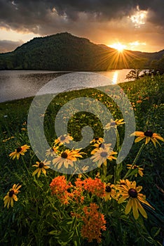 BBlack Eyed Susans, moody sunset, Appalachian Mountains