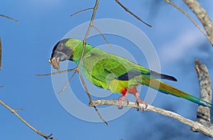 BBlack Hooded Parakeet or Nanday Conure, nandayus nenday, Adult standing on Branch, Eating Bud, Pantanal in Brazil photo