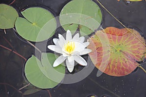 White water lily on Christina Lake, British Columbia