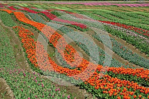 BC tulip field