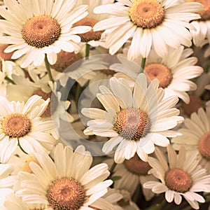 Bckground made of top view of many white chamomile flowers with yellow cores