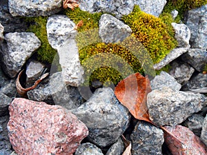 Background texture moss on red and gray stones