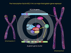 BCL11A represses fetal globin genes