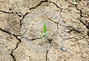 Be arid ground