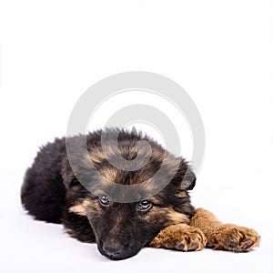 Be bored one german shepherd puppy on a white background