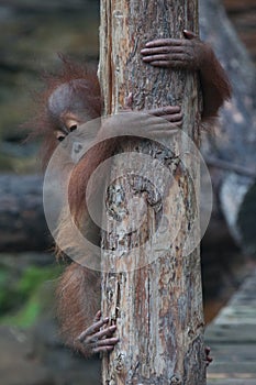 Be careful kid. Independent baby orangutan cautiously and cautiously descends the trunk