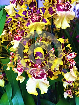 Be colourful! Orchid and fascination