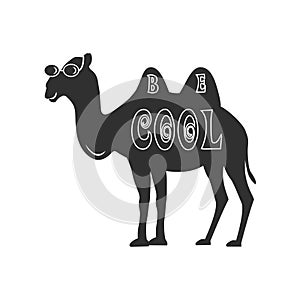 Be Cool Camel