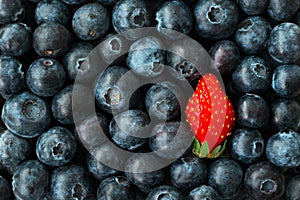 Be different concept. One strawberry among blueberries.