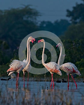 âBe a Flamingo in a flock of Pigeons.â . . In Frame : Greater flamingo ???? . A : 8.0 E : 1/640 ISO : 400 . Follow for more @t photo