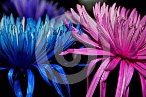 `Be Gentle, Love and Stay together` Blue and Pink flower kept together to create an inspirational image.