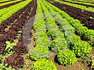 Be healthy eco food. Close up of Green Lettuce leaves on garden beds in the vegetable field. Gardening background with