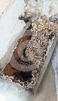 Be honey klanceng indonesia