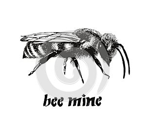 Be mine Valentine card, honey bee color vector illustration in engraving style