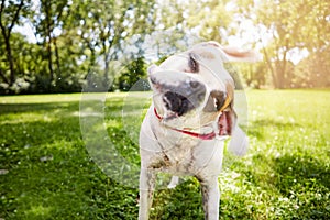 Be prepared for the inevitable shake. a dog shaking himself dry after a bath.