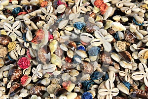 Be riotous with colour shells photo