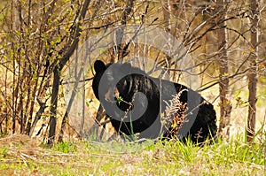 Bea animal stock photos. Bear animal in the forest foraging.