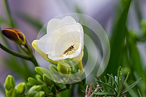 Bea on white freesia flower