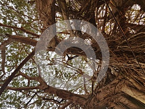 Old tree big branches