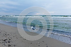 beach 1 seagull evening Fischland Germany