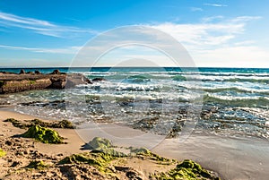 Beach with algas on a coast in Majorca on a stormy day