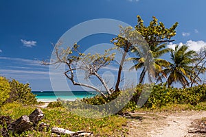 Beach of Anse Trabaud, Martinique photo