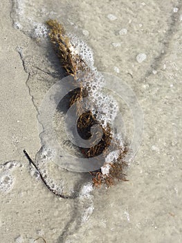 Beach art seaweed sand sea bubbles