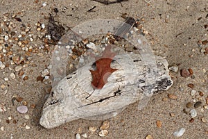 Beach Artifacts Driftwood, Pebbles, Leaf