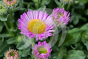 Beach aster (erigeron glaucus) flower