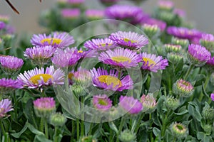 Beach aster (erigeron glaucus) flowers