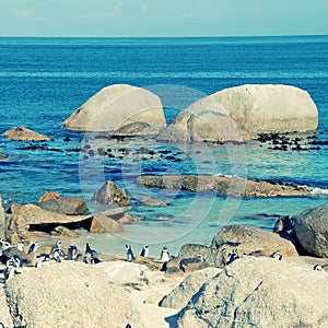 Beach of Atlantic Ocean (South Africa) with african penguins