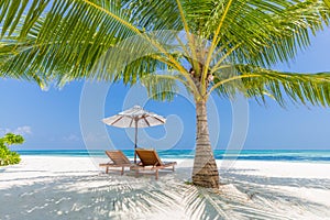 Beach background. Beautiful beach landscape. Tropical nature scene. Palm trees and blue sky. Summer holiday and vacation concept.