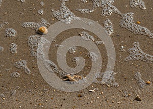Beach Background of Bubbles and Shells