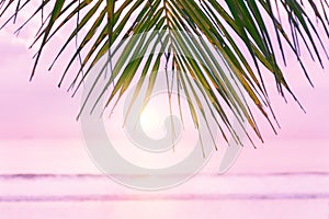 Beach background with palm tree. Tropical beach palm leafs