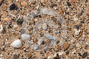 Beach background with sand, sea shells and starfish